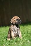 DOGUE ALLEMAND 803
